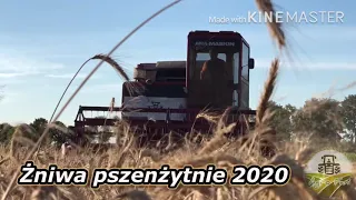 Pszenżytnie Żniwa2020🌾 z Kasią MF520&CASE IH 1056Xl&PRONAR&AUTOSAN