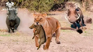 Unbelievable! Brave Warthog Parents Is Determined To Chase And Attack Lion To Get Their Baby Back▶51