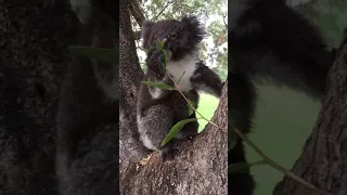 Koala Baby Eating - Listen you can hear her munching