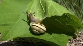 Улитка 2. Die  Schnecke.