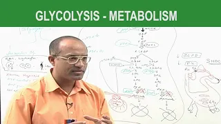 Glycolysis | Metabolism | Dr Najeeb
