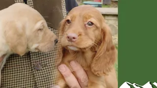 Cocker, springer or labrador puppy? Which is it to be…