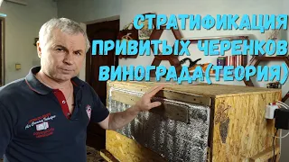 Стратификация привитых черенков винограда(теория)