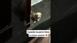 CUANDO TU PERRO MUESTRA TU MISMO CARACTER.