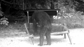 the "Bigfoot Caught On Pennsylvania Trail Cam?" video