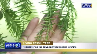 LIVING FOSSIL TREE: Rediscovering the dawn redwood species in China