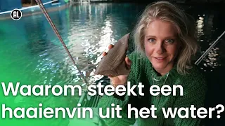 Waarom steekt een haaienvin uit het water? | Vragen van Kinderen