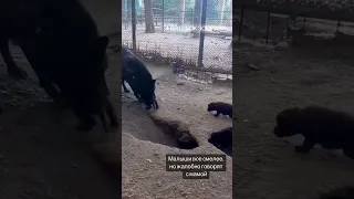 Маленькие волчата появились в зоопарке в Витебске