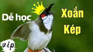 Chào mào hót giọng dài siêu xoắn kép, kích bổi hiệu quả, bậc thầy luyện giọng - Chào mào hót đấu