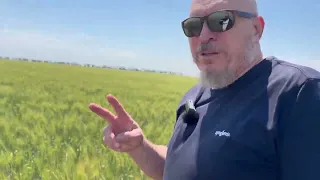 Smart-Notill. Підбираємо сорти пшениці на майбутній сезон.