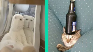 BEST DANK CAT MEMES COMPILATION OF NOVEMBER 2020 #1 | Funny Cat Compilation