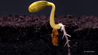 Root Growth Timelapse | Soil Cross Section