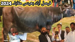 Buffalo Milk Competition 2024 || Dodh mela 2024 | Agricultural University faisalabad  pardesi mandi