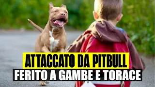 BIMBO DI 9 ANNI ATTACCATO DA PITBULL: FERITO A GAMBE E TORACE