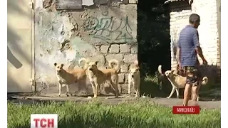 Зграї бездомних собак заполонили Миколаїв