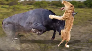 Mother Buffalo attacks Lion very hard to save her baby, Wild Animals Attack