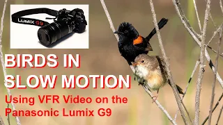 BIRDS IN SLOW MOTION - Using Variable Frame Rate Video on the Panasonic Lumix G9
