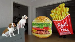 Dog vs Giant Burger & Fries Prank: Funny Dogs Maymo & Potpie Pranked by Junk Food