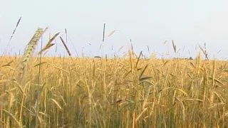 Рассвет в поле. Нижегородская область. Чкаловский район