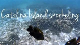 CATALINA ISLAND SNORKELING - The Secret Life of Dominican Republic Coral Reefs