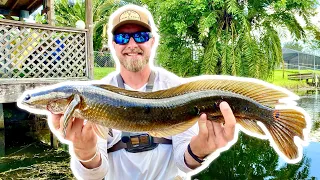 Fishing Florida Canals For BIG Snakehead!