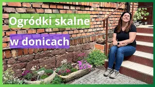 Ogródki skalne w donicach. Rośliny dla początkujących. #ogrodnictwo #kompozycjekwiatowe