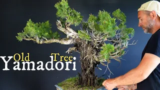 Vecchio albero yamadori inizia la sua strada verso il bonsai dopo 3 anni di attecchimento