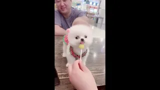 Tik Tok Chó Phốc Sóc Mini 😍 Funny and Cute Pomeranian #5