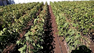 Саженцы винограда по состоянию на 2 октября 2019 года .