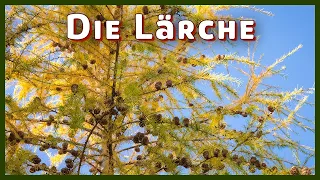 Der sommergrüne Nadelbaum - Europäische Lärche (Larix decidua)