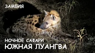 Мир Приключений - Циветта. Леопард. Гиены. Южная Луангва. Замбия. Viverra. Leopard. Hiena.