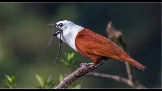 The Neotropical Bellbirds and their (very loud!) calls