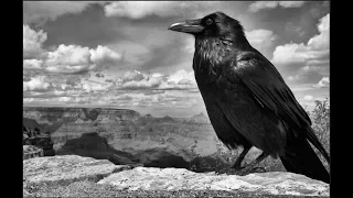 The Raven by Edgar Allan Poe (Short Film)