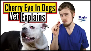 Should You REALLY Be Concerned About Your Dog's Cherry Eye? Find Out! | Vet Explains