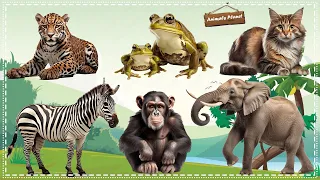 Discover the Fascinating World of Animal Sounds: Elephant, Frog, Leopard, Cat, Chimpanzee, Zebra