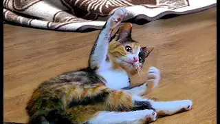 Fun with Diana 😸 Cute calico cat