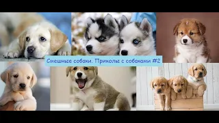 Смешные собаки. Приколы с собаками  #2 /Funny dogs