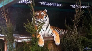 Ленинградский зоопарк. Амурский тигр (2018)