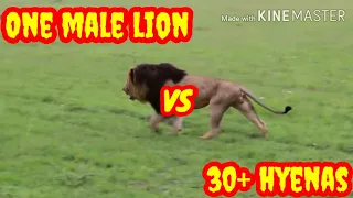 Male lion vs clan of over 30 hyenas