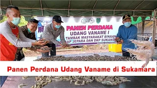 Panen Perdana Udang Vaname di  Sukamara