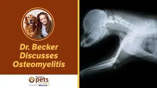 Dr. Becker Discusses Osteomyelitis