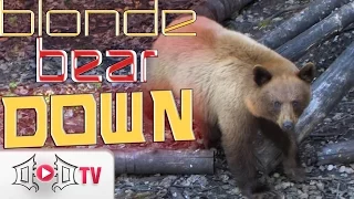 BEAR DOWN: Blonde Bear Meets Rage Broadhead!