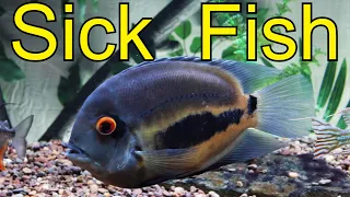 Uaru cichlid and tank mates could be sick Epistylis