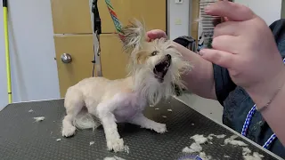 scared aggressive fearful groom on poodle maltese mix haircut~ please read info under video thanks