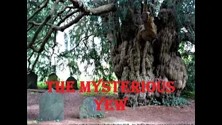 The mysterious Yew tree and its ancient history - visits with amazing trees