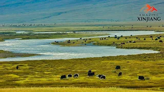 Live: 'Nine turns and 18 bends' on the Bayanbulak Grassland