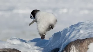 PENGUIN FAIL 2 !!!