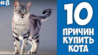 10 причин купить КОТА - Хозяин Лев