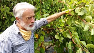 Harvesting Kiwi Berries with Michael Dolan