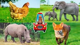 Animals for children compilation. Learn domestic, forest and wild animals for kids